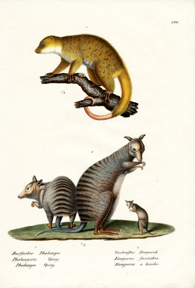 Banded Wallaby by Karl Joseph Brodtmann